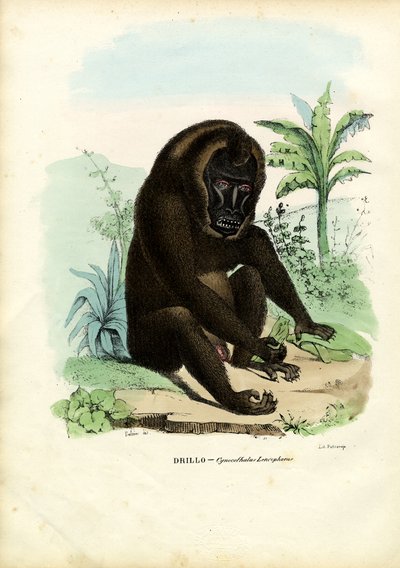 Esercitazione, 1863-79 da Raimundo Petraroja